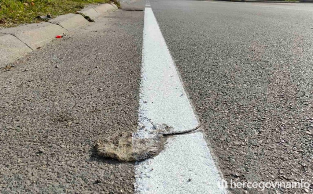 Miš na cesti