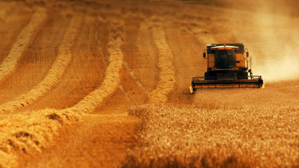 Pšenica žitarice