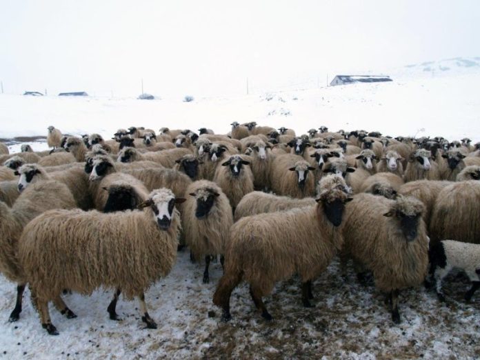 Zahvala direktora Farme Smiljanić ramskom načelniku i djelatnicima zimske službe - 31.01.2019