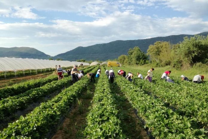 Njemačka šalje popis radnika koje želi iz BiH