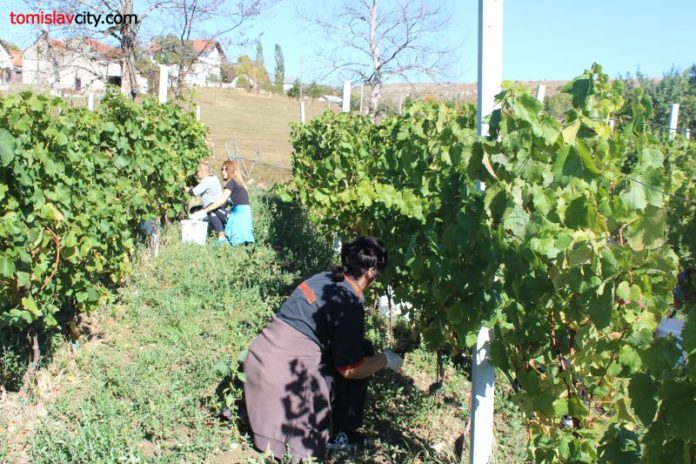 Uskoro predavanje na temu: 'Podizanje nasada vinograda i proizvodnja vina'