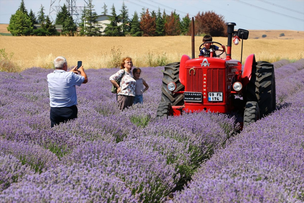 Lavanda