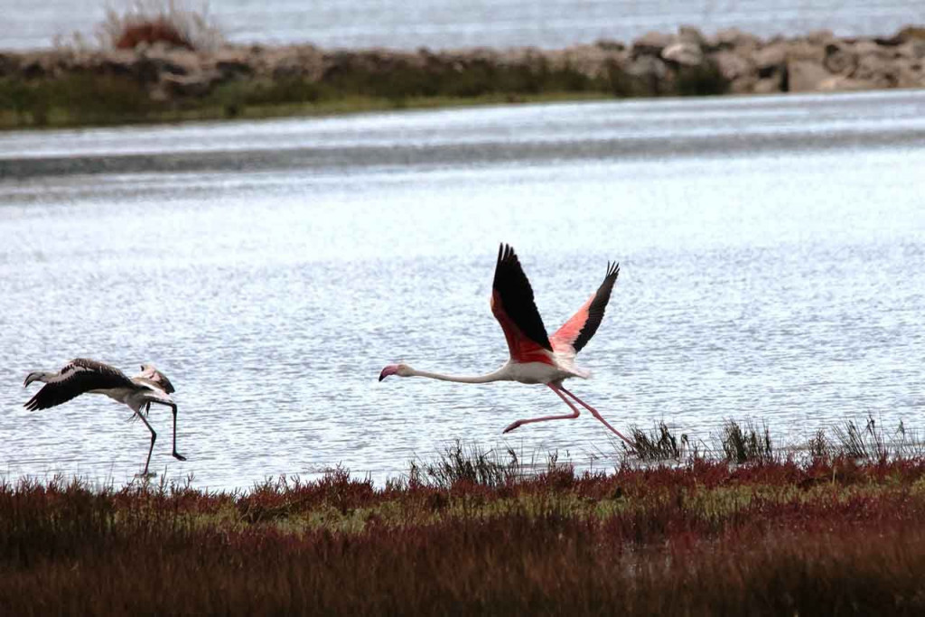 Plamenac NEretva