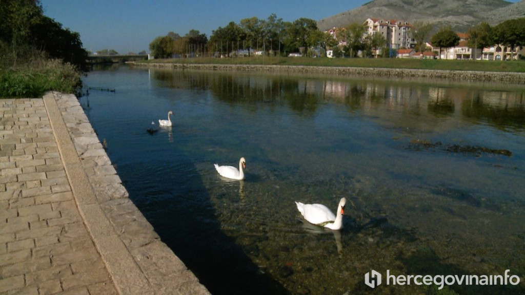 Labudovi Trebinje