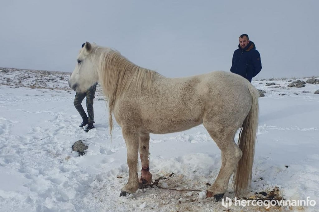 Divlji konj Livno